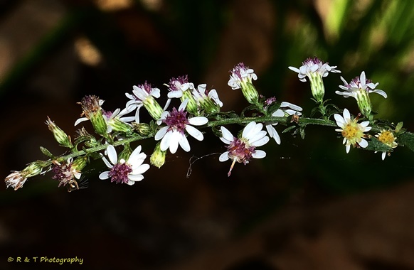 {Symphyotrichum lateriflorum}
